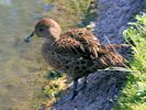 South Georgian Pintail (WWT Slimbridge May 2013) - pic by Nigel Key